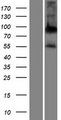 ALPPL2 Protein - Western validation with an anti-DDK antibody * L: Control HEK293 lysate R: Over-expression lysate