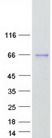 ALPPL2 Protein - Purified recombinant protein ALPPL2 was analyzed by SDS-PAGE gel and Coomassie Blue Staining