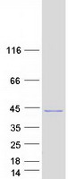 ALS2CL Protein - Purified recombinant protein ALS2CL was analyzed by SDS-PAGE gel and Coomassie Blue Staining