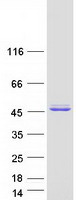 ALS2CR1 / NIF3L1 Protein - Purified recombinant protein NIF3L1 was analyzed by SDS-PAGE gel and Coomassie Blue Staining