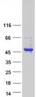 ALX / HSH2D Protein - Purified recombinant protein HSH2D was analyzed by SDS-PAGE gel and Coomassie Blue Staining