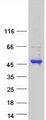ALX / HSH2D Protein - Purified recombinant protein HSH2D was analyzed by SDS-PAGE gel and Coomassie Blue Staining