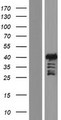 ALX3 Protein - Western validation with an anti-DDK antibody * L: Control HEK293 lysate R: Over-expression lysate