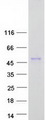 ALX3 Protein - Purified recombinant protein ALX3 was analyzed by SDS-PAGE gel and Coomassie Blue Staining