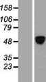 ALX4 Protein - Western validation with an anti-DDK antibody * L: Control HEK293 lysate R: Over-expression lysate