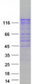 AMBRA1 Protein - Purified recombinant protein AMBRA1 was analyzed by SDS-PAGE gel and Coomassie Blue Staining