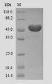 Ameloblastin / AMBN Protein - (Tris-Glycine gel) Discontinuous SDS-PAGE (reduced) with 5% enrichment gel and 15% separation gel.