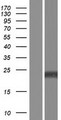 AMELX Protein - Western validation with an anti-DDK antibody * L: Control HEK293 lysate R: Over-expression lysate