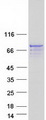 AMER2 Protein - Purified recombinant protein AMER2 was analyzed by SDS-PAGE gel and Coomassie Blue Staining