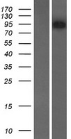 AMER3 / FAM123C Protein - Western validation with an anti-DDK antibody * L: Control HEK293 lysate R: Over-expression lysate