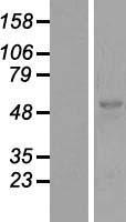 AMH / Anti-Mullerian Hormone Protein - Western validation with an anti-DDK antibody * L: Control HEK293 lysate R: Over-expression lysate