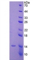 AMH / Anti-Mullerian Hormone Protein - Active Anti-Mullerian Hormone (AMH) by SDS-PAGE