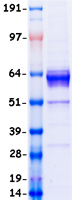 AMH / Anti-Mullerian Hormone Protein - Purified recombinant protein AMH was analyzed by SDS-PAGE gel and Coomassie Blue Staining