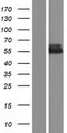 AMHR2 / MISRII Protein - Western validation with an anti-DDK antibody * L: Control HEK293 lysate R: Over-expression lysate