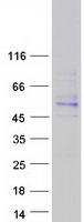 AMICA / JAML Protein - Purified recombinant protein JAML was analyzed by SDS-PAGE gel and Coomassie Blue Staining