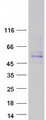 AMICA / JAML Protein - Purified recombinant protein JAML was analyzed by SDS-PAGE gel and Coomassie Blue Staining