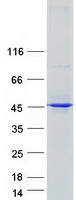 AMID / AIFM2 Protein - Purified recombinant protein AIFM2 was analyzed by SDS-PAGE gel and Coomassie Blue Staining