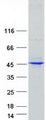 AMID / AIFM2 Protein - Purified recombinant protein AIFM2 was analyzed by SDS-PAGE gel and Coomassie Blue Staining