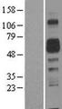 AMIGO2 Protein - Western validation with an anti-DDK antibody * L: Control HEK293 lysate R: Over-expression lysate