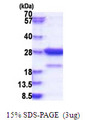 Amisyn / STXBP6 Protein