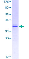 AML1 / RUNX1 Protein - 12.5% SDS-PAGE Stained with Coomassie Blue.