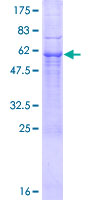 AMOG / ATP1B2 Protein - 12.5% SDS-PAGE of human ATP1B2 stained with Coomassie Blue