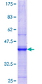 AMOG / ATP1B2 Protein - 12.5% SDS-PAGE Stained with Coomassie Blue.