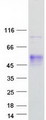 AMOG / ATP1B2 Protein - Purified recombinant protein ATP1B2 was analyzed by SDS-PAGE gel and Coomassie Blue Staining
