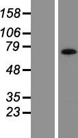 AMOT / Angiomotin Protein - Western validation with an anti-DDK antibody * L: Control HEK293 lysate R: Over-expression lysate