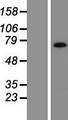 AMOT / Angiomotin Protein - Western validation with an anti-DDK antibody * L: Control HEK293 lysate R: Over-expression lysate