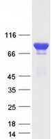 AMOT / Angiomotin Protein - Purified recombinant protein AMOT was analyzed by SDS-PAGE gel and Coomassie Blue Staining