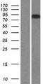 AMOTL2 Protein - Western validation with an anti-DDK antibody * L: Control HEK293 lysate R: Over-expression lysate