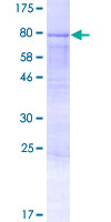 AMOTL2 Protein - 12.5% SDS-PAGE of human AMOTL2 stained with Coomassie Blue