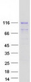 AMOTL2 Protein - Purified recombinant protein AMOTL2 was analyzed by SDS-PAGE gel and Coomassie Blue Staining