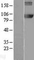 AMPD2 Protein - Western validation with an anti-DDK antibody * L: Control HEK293 lysate R: Over-expression lysate
