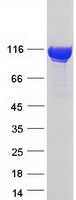 AMPD3 Protein - Purified recombinant protein AMPD3 was analyzed by SDS-PAGE gel and Coomassie Blue Staining