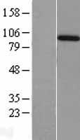 AMPH / Amphiphysin Protein - Western validation with an anti-DDK antibody * L: Control HEK293 lysate R: Over-expression lysate