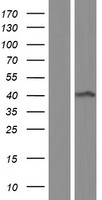 AMT Protein - Western validation with an anti-DDK antibody * L: Control HEK293 lysate R: Over-expression lysate