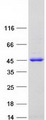 AMT Protein - Purified recombinant protein AMT was analyzed by SDS-PAGE gel and Coomassie Blue Staining