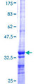 AMY1A / Salivary Amylase Protein - 12.5% SDS-PAGE Stained with Coomassie Blue.