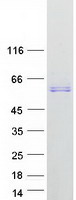 AMY1A / Salivary Amylase Protein - Purified recombinant protein AMY1A was analyzed by SDS-PAGE gel and Coomassie Blue Staining
