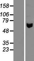 AMY2A / Pancreatic Amylase Protein - Western validation with an anti-DDK antibody * L: Control HEK293 lysate R: Over-expression lysate