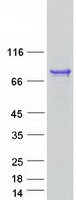 AMZ1 Protein - Purified recombinant protein AMZ1 was analyzed by SDS-PAGE gel and Coomassie Blue Staining