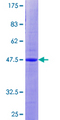 ANAPC10 / APC10 Protein - 12.5% SDS-PAGE of human ANAPC10 stained with Coomassie Blue