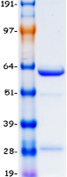 ANAPC11 / APC11 Protein - Purified recombinant protein ANAPC11 was analyzed by SDS-PAGE gel and Coomassie Blue Staining