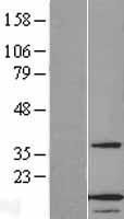 ANAPC13 Protein - Western validation with an anti-DDK antibody * L: Control HEK293 lysate R: Over-expression lysate