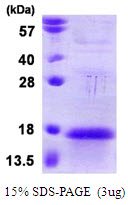 ANAPC13 Protein