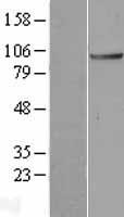 ANAPC2 / APC2 Protein - Western validation with an anti-DDK antibody * L: Control HEK293 lysate R: Over-expression lysate