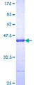 ANAPC2 / APC2 Protein - 12.5% SDS-PAGE Stained with Coomassie Blue.