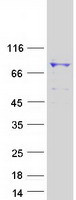 ANAPC5 / APC5 Protein - Purified recombinant protein ANAPC5 was analyzed by SDS-PAGE gel and Coomassie Blue Staining